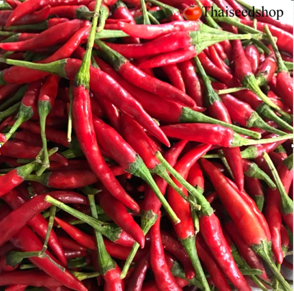 Red Chili