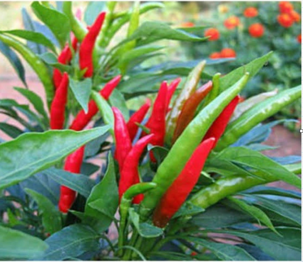 Green Chili