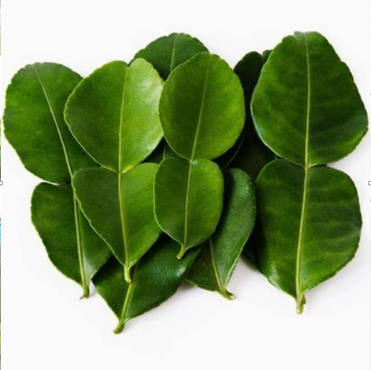 Leech Lime Leaf