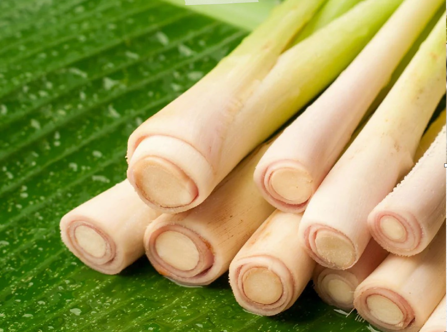 Lemon Grass
