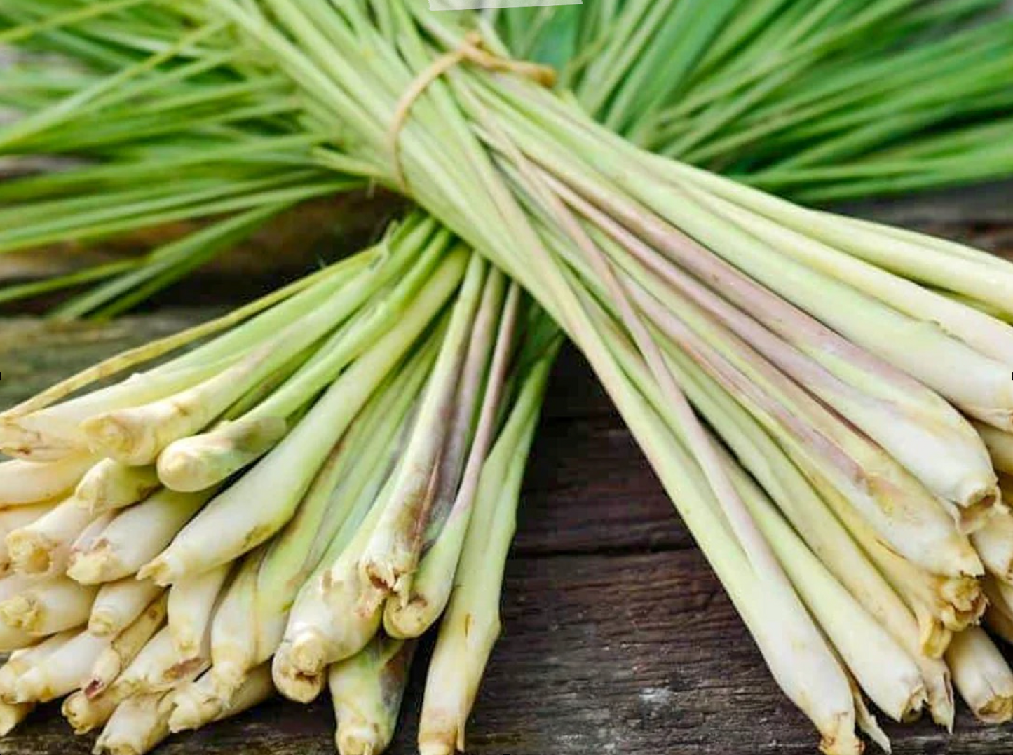 Lemon Grass