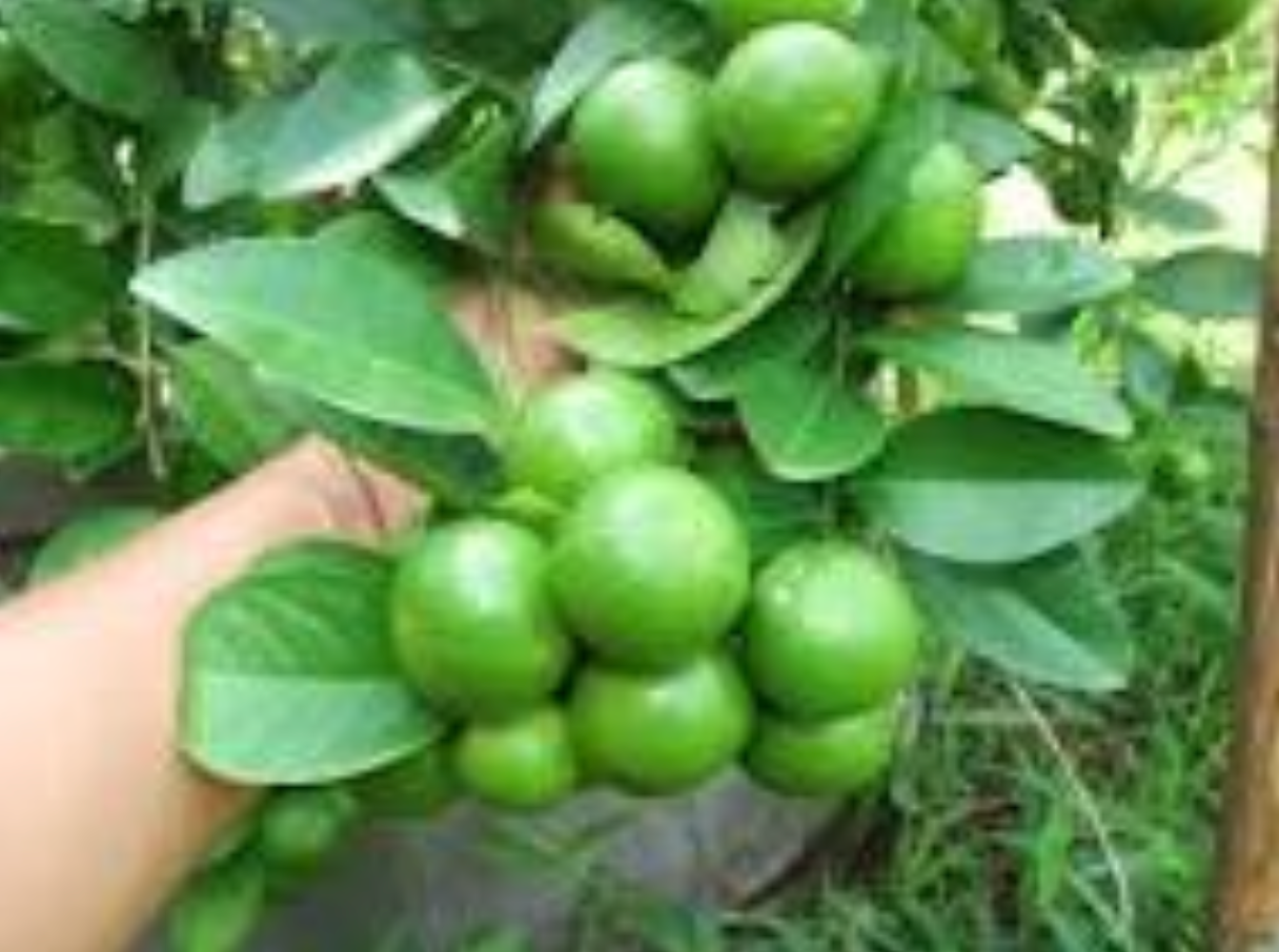 Thai Lime